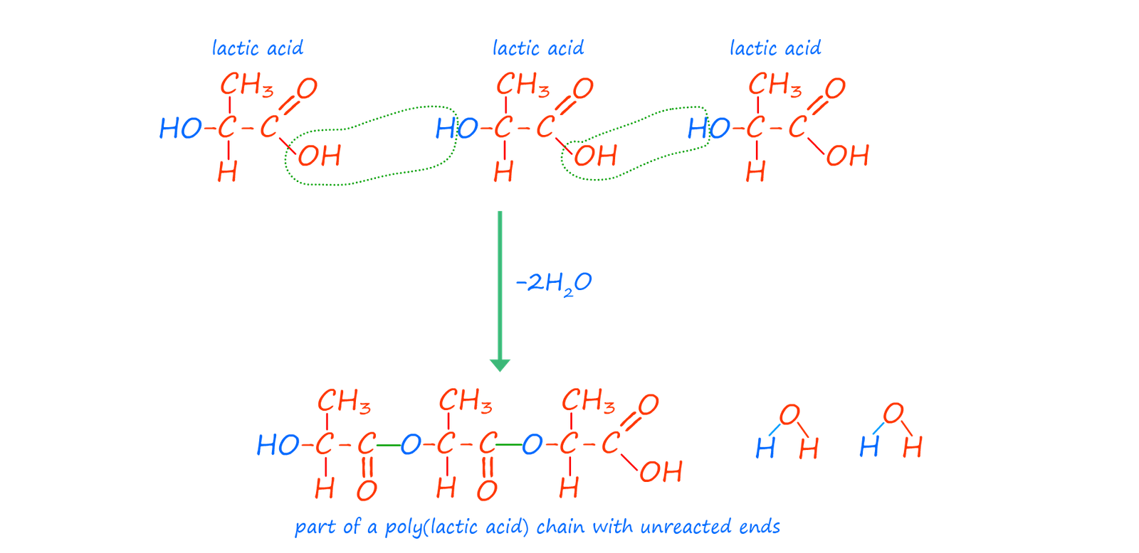Formation of poly(lactic acid) from lactic acid molecules.